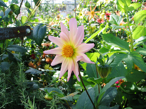 Secret Herb Garden, Edinburgh