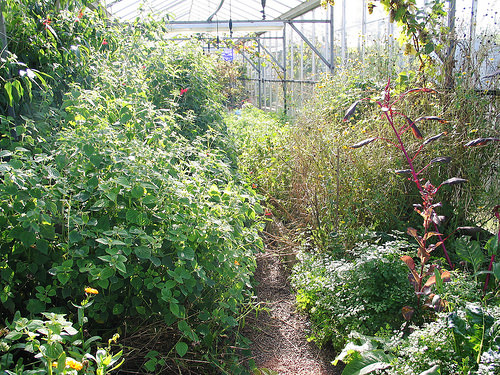 Secret Herb Garden, Edinburgh