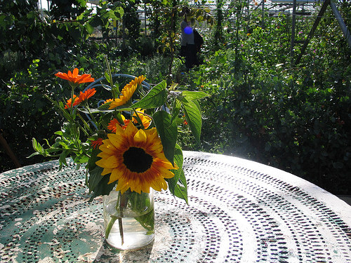 Secret Herb Garden, Edinburgh