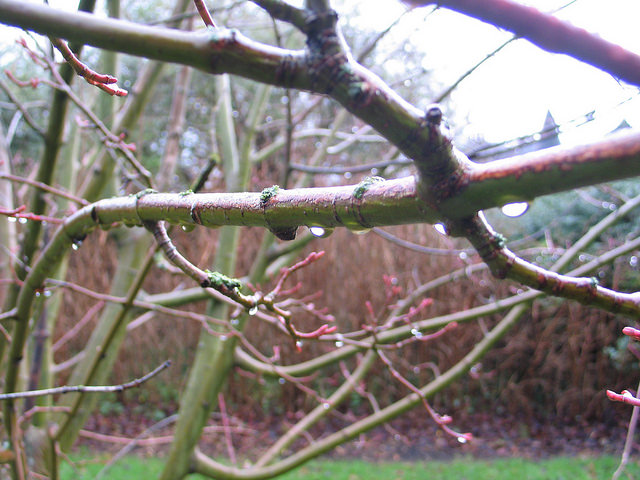 Botanic Gardens, Edinburgh, January.