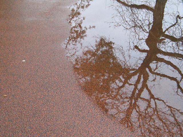 Botanic Gardens, Edinburgh, January.