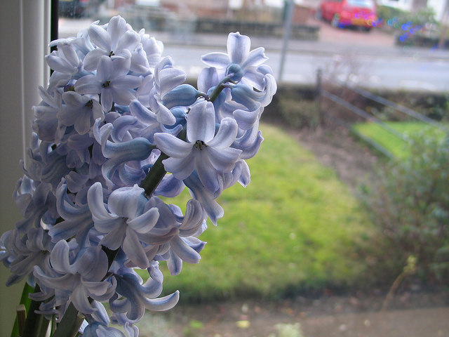 A little bit of Spring in January!