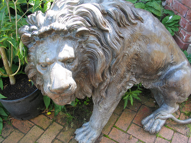 Slightly scared-looking lion,