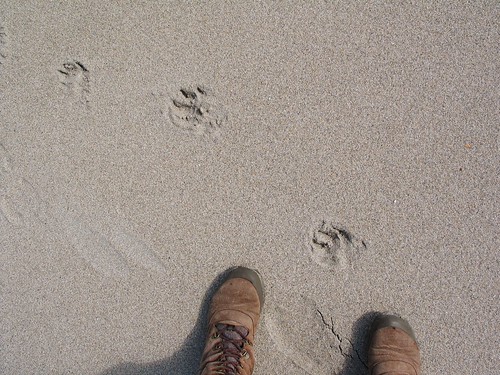 Dunnet Beach 2014 (4)