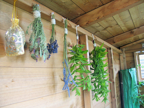 Starting to harvest my herbs!