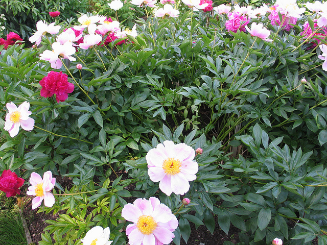 Peonies!