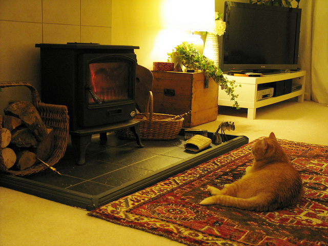 My parents' new kitty, Benny!