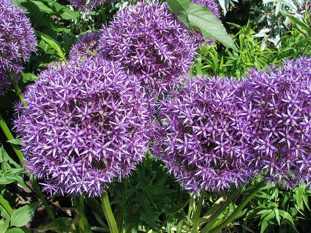 What are these? They're about the size of my head. I would like some.