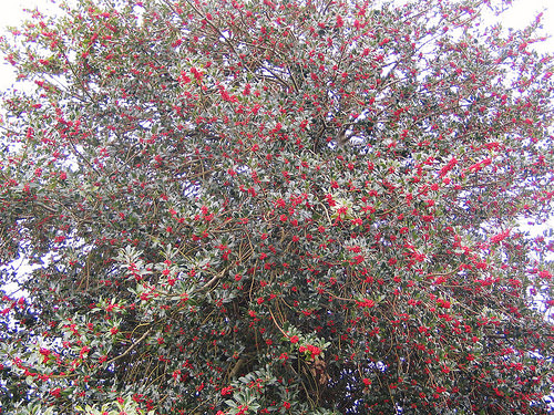 Christmas 2014 begins...